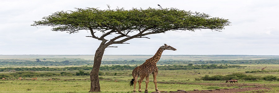 Kenya Tanzania safari packages cost, mountain kenya hiking itinerary 2022-2023